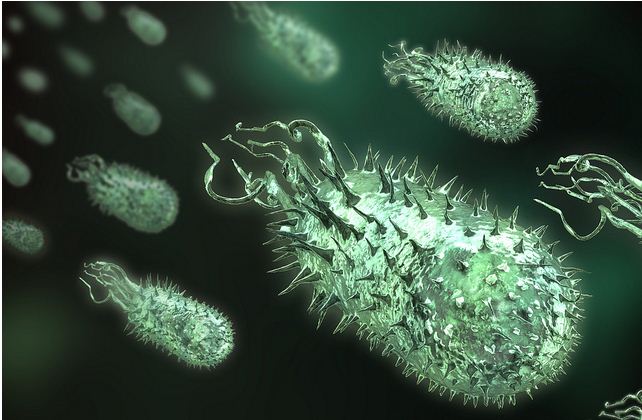 [Image: bacteria.jpg]